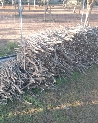 legna ulivo