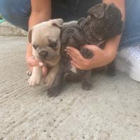 Cuccioli bulldog francese