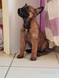 Pastore belga malinois