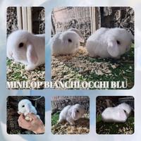 Minilop conigli nani