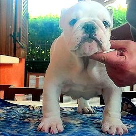 Bulldog inglese femmina