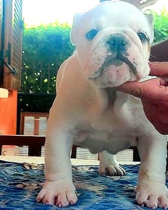 Bulldog inglese femmina