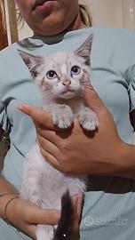 Gattini due mesi e mezzo