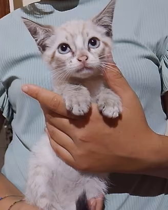 Gattini due mesi e mezzo