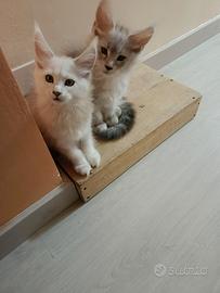 Cuccioli Maine coon