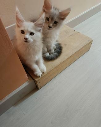 Cuccioli Maine coon
