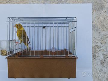 Canarini Timbrado Spagnolo