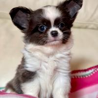 Chihuahua cucciolo blu e bianco pelo lungo
