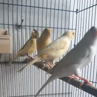 Uccelli