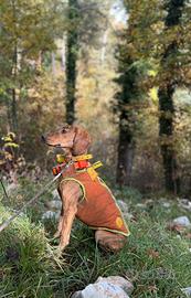 Cuccioli Segugio Maremmano