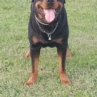 Maschio disponibile per accoppiamenti