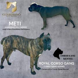 Cane Corso