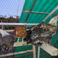 Polli galline pollaio