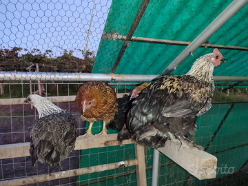 Polli galline pollaio