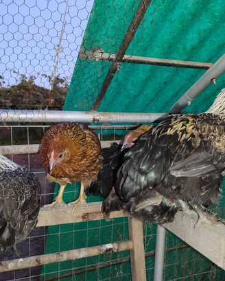 Polli galline pollaio