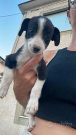 Border collie femminucia