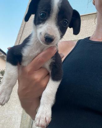 Border collie femminucia