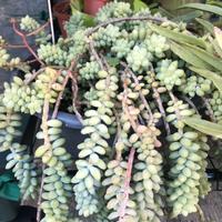 Piantine di Sedum burrito