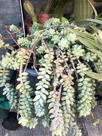 Piantine di Sedum burrito