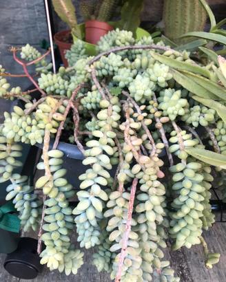 Piantine di Sedum burrito