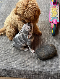 Cuccioli bulldog francese merle