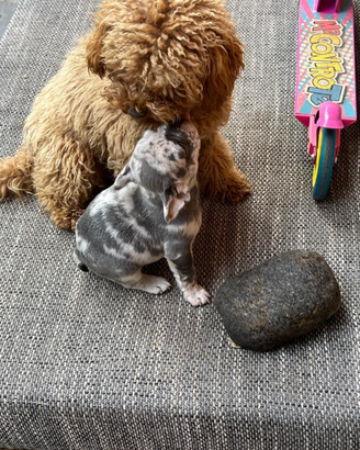 Cuccioli bulldog francese merle