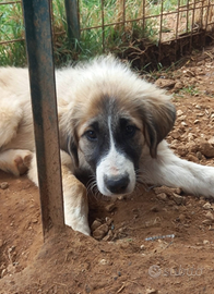 Cucciolo meticcio in adozione