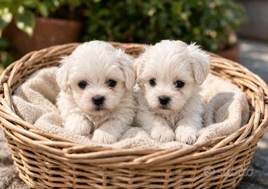 Maltipoo