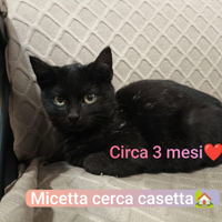 Gattine piccole e dolcissime