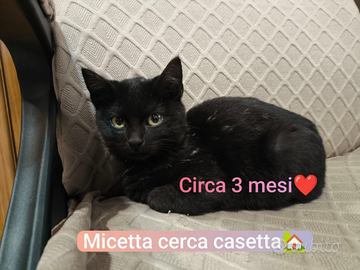 Gattine piccole e dolcissime