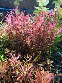 Piante acquario