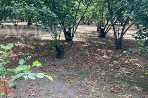 Terreno agricolo mq 14500