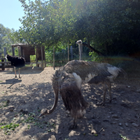 Tris di struzzi adulti