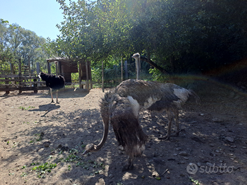 Tris di struzzi adulti