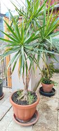 Pianta Dracena marginata 