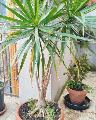 Pianta Dracena marginata 