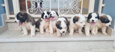 Cuccioli di san Bernardo