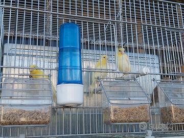 Gabbie canarini da 55 cm.