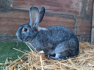 Coniglio Cincillà Grande