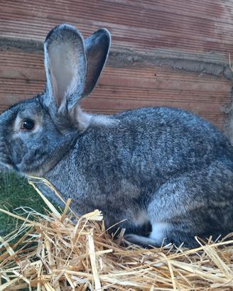 Coniglio Cincillà Grande