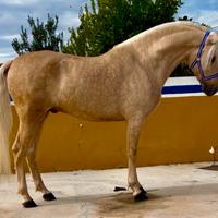 Cavallo Andaluso