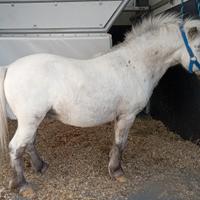 Pony mini horse