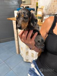 cuccioli di bassotti kaninchen 