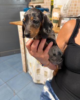 cuccioli di bassotti kaninchen 