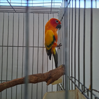 Conuro del sole maschio