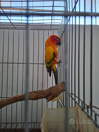 Conuro del sole maschio