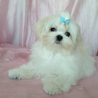 Maltese coreano