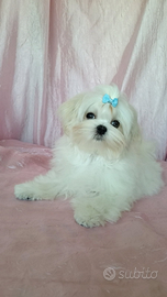 Maltese coreano
