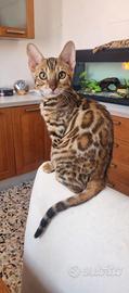Cucciolo FEMMINA gatto bengala- ped. ENFI