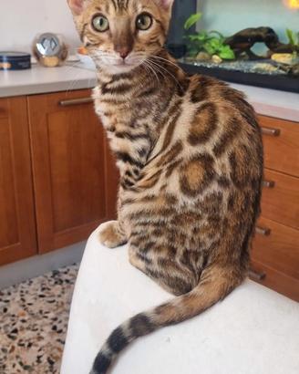 Cucciolo FEMMINA gatto bengala- ped. ENFI